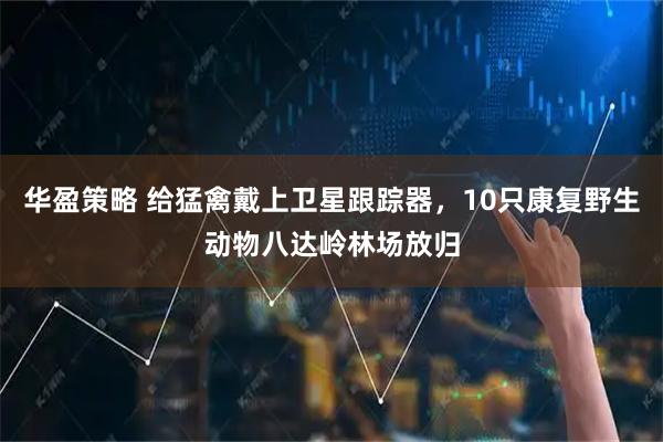 华盈策略 给猛禽戴上卫星跟踪器，10只康复野生动物八达岭林场放归